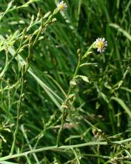 Fotografia da espécie Aster squamatus