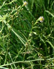 Aster squamatus