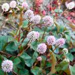 Fotografia 5 da espécie Polygonum capitatum do Jardim Botânico UTAD