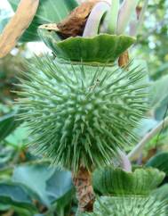 Datura wrightii