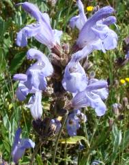 Salvia lavandulifolia subesp. vellerea