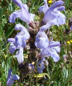 Fotografia da espécie Salvia lavandulifolia