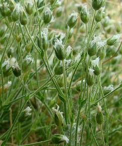 Fotografia da espécie Arenaria grandiflora