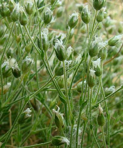 Fotografia de capa Arenaria grandiflora subesp. incrassata - do Jardim Botânico