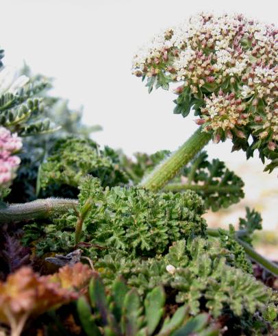 Fotografia de capa Daucus carota subesp. halophilus - do Jardim Botânico