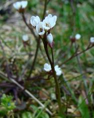 Fotografia da espécie Cardamine hirsuta