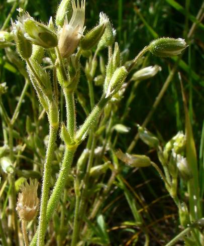 Fotografia de capa Cerastium ramosissimum - do Jardim Botânico