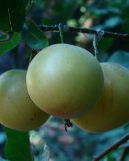 Fotografia da espécie Prunus domestica var. syriaca