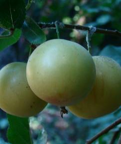 Fotografia da espécie Prunus domestica