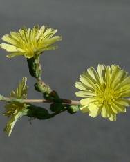 Fotografia da espécie Lactuca serriola for. integrifolia