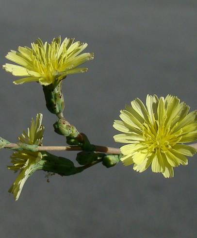 Fotografia de capa Lactuca serriola for. integrifolia - do Jardim Botânico