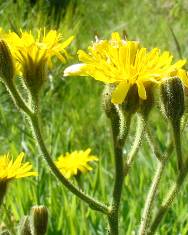 Fotografia da espécie Crepis lampsanoides