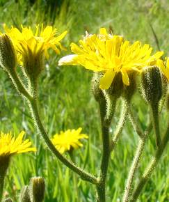 Fotografia da espécie Crepis lampsanoides