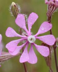 Fotografia da espécie Silene colorata