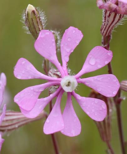 Fotografia de capa Silene colorata - do Jardim Botânico