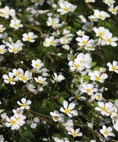 Fotografia de capa Ranunculus peltatus subesp. peltatus - do Jardim Botânico