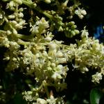 Fotografia 5 da espécie Ligustrum lucidum do Jardim Botânico UTAD