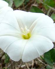 Fotografia da espécie Convolvulus arvensis var. arvensis