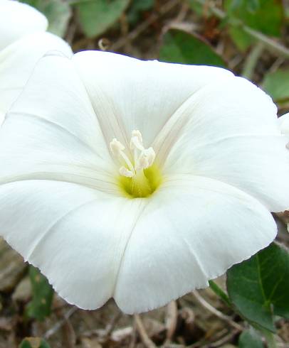 Fotografia de capa Convolvulus arvensis var. arvensis - do Jardim Botânico