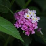 Fotografia 5 da espécie Lantana camara do Jardim Botânico UTAD