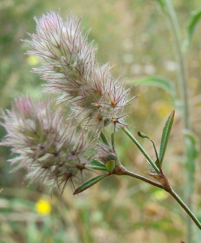 Fotografia de capa Trifolium arvense var. arvense - do Jardim Botânico