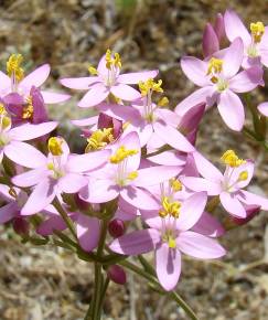 Fotografia da espécie Centaurium grandiflorum