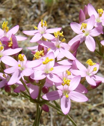 Fotografia de capa Centaurium grandiflorum subesp. majus - do Jardim Botânico