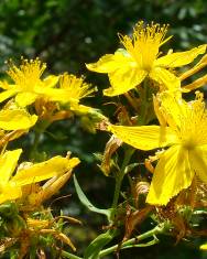 Fotografia da espécie Hypericum perforatum subesp. perforatum