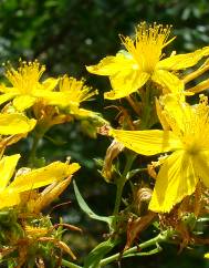 Hypericum perforatum subesp. perforatum