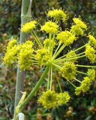 Fotografia da espécie Thapsia villosa var. villosa