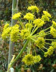 Thapsia villosa var. villosa