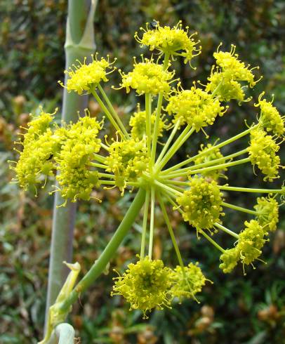 Fotografia de capa Thapsia villosa var. villosa - do Jardim Botânico