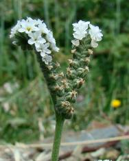 Fotografia da espécie Heliotropium europaeum