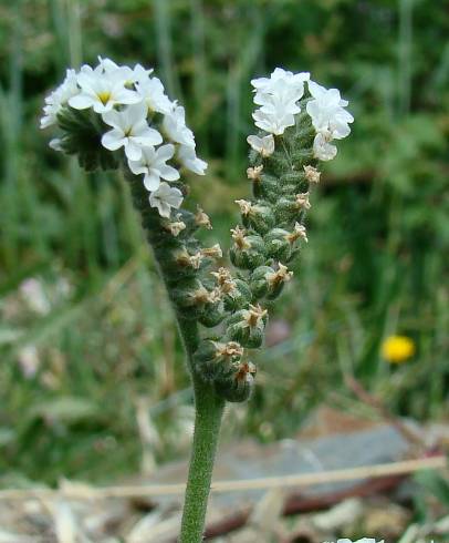 Fotografia de capa Heliotropium europaeum - do Jardim Botânico