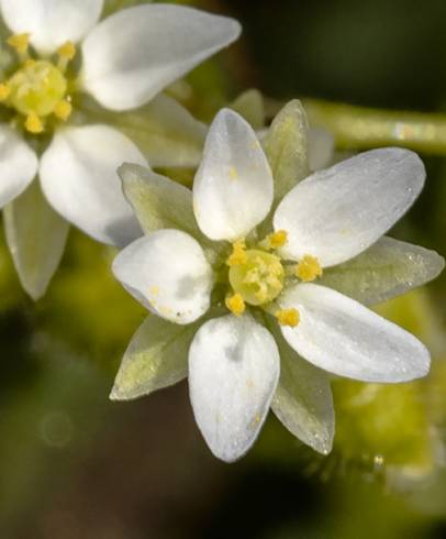 Fotografia de capa Spergula arvensis - do Jardim Botânico