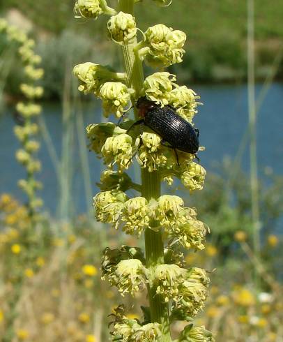 Fotografia de capa Reseda phyteuma - do Jardim Botânico