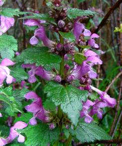 Fotografia da espécie Lamium maculatum