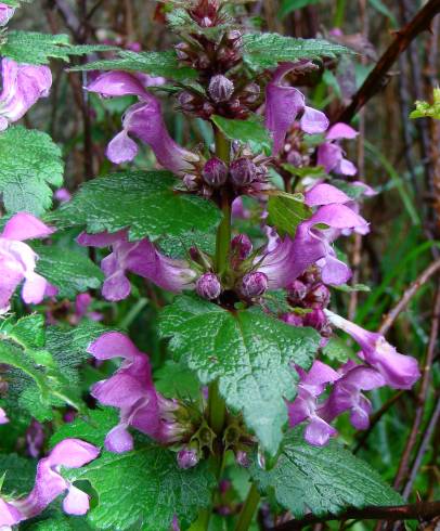 Fotografia de capa Lamium maculatum - do Jardim Botânico