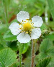 Fotografia da espécie Fragaria vesca subesp. vesca