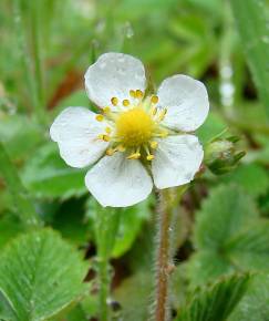 Fotografia da espécie Fragaria vesca