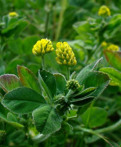 Fotografia de capa Medicago lupulina - do Jardim Botânico