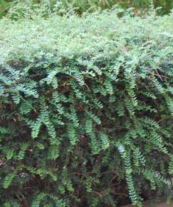 Fotografia da espécie Lonicera nitida