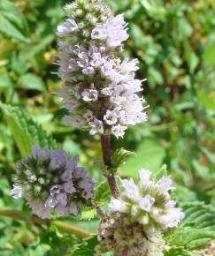 Fotografia da espécie Mentha spicata