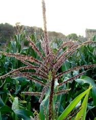 Fotografia da espécie Zea mays subesp. mays