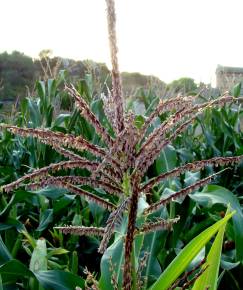 Fotografia da espécie Zea mays