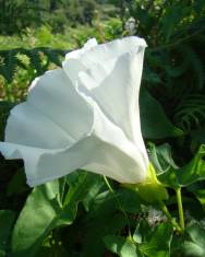 Fotografia da espécie Calystegia silvatica subesp. disjuncta