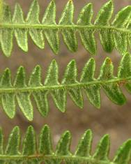 Fotografia da espécie Pteridium aquilinum subesp. aquilinum