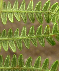 Fotografia da espécie Pteridium aquilinum