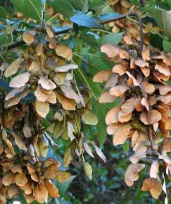 Fotografia da espécie Acer pseudoplatanus