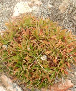 Fotografia da espécie Armeria berlengensis